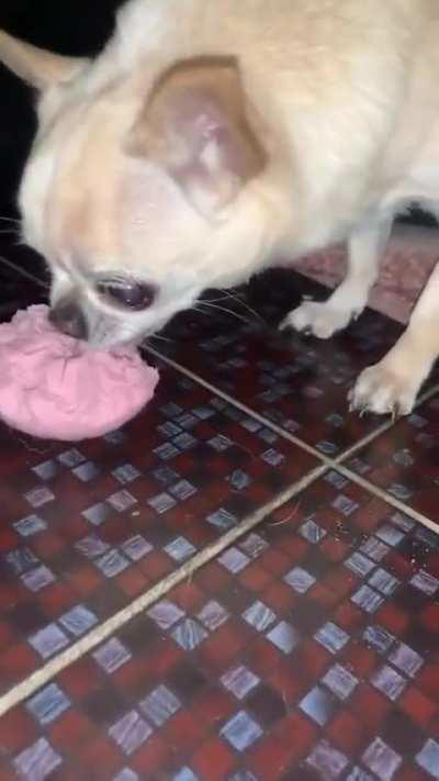 The dog eating sausage 