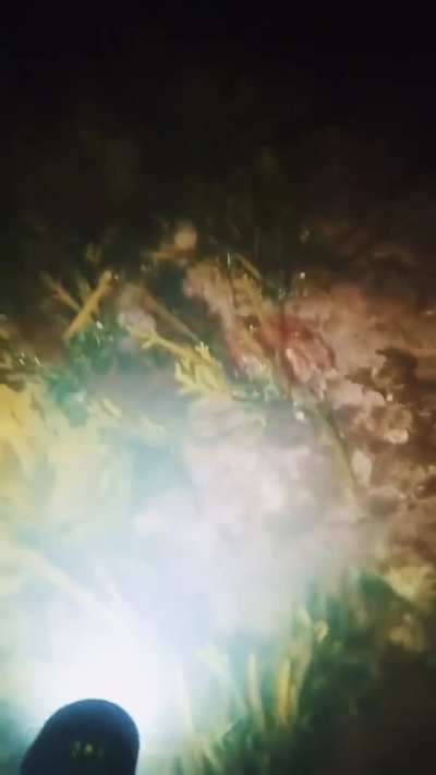 Night diving in kelp forest