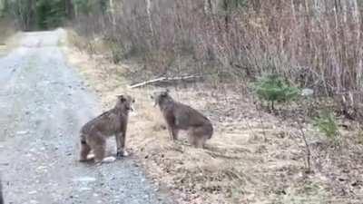 Two Lynx getting into an argument. This is the strangest sound you will hear in a long time.