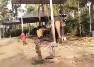Elephant playing cricket in kerala,cricket