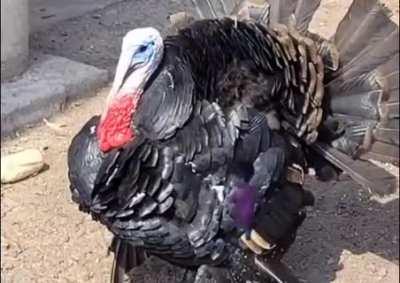 Shidding and crying rn