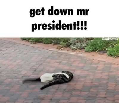 cat of the hour [7/24]