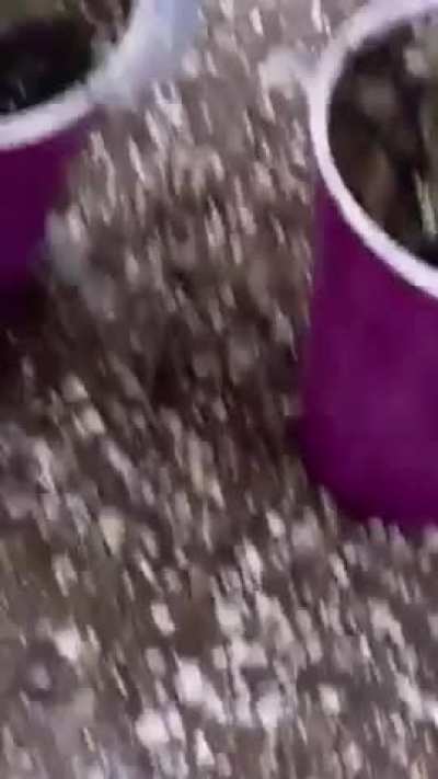 Exclusive Gooey Genetics