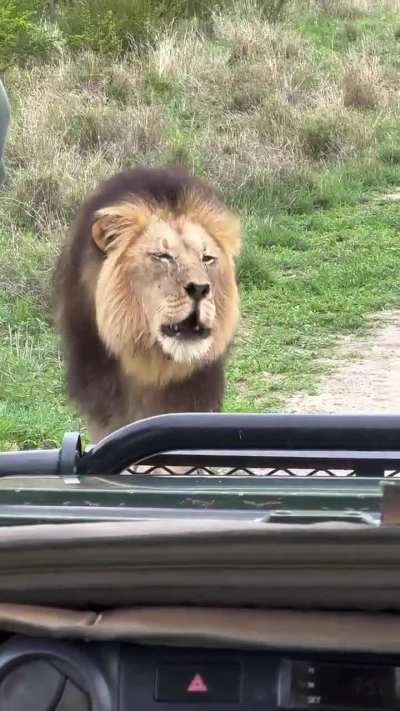 🔥 Big male lion looks directly at the tracker, driver and cameraman in turn as he huffs, seemingly without aggression