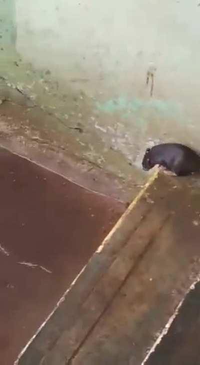 Mama rat saving her babies from drowning
