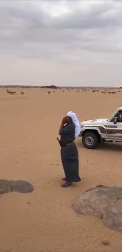 Arabian calling his Arabian wolf buddy