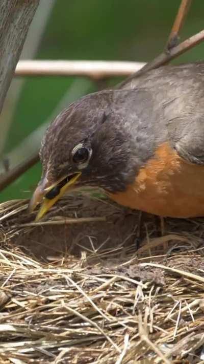 ð¥ Robin snatches a Bumble Bee that flew too close to her nest.