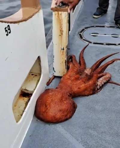 Giant pacific octopus caught in the fishing net on accident off the coast of California