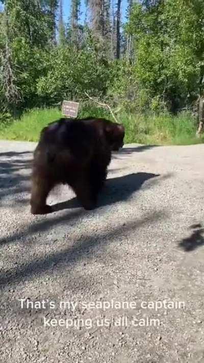 Huge Grizzly(?) walks right past this couple on a trail in Alaska