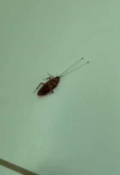 Two ants dragging a cockroach 