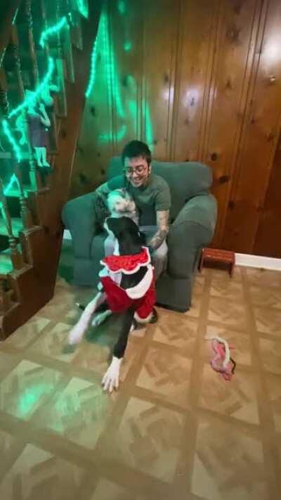 Trying to get a photo for the in-laws with a Great Dane be like: