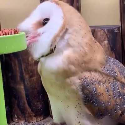 Such a beautiful burn owil !!