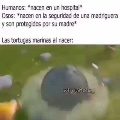 Pobre tortugas wn