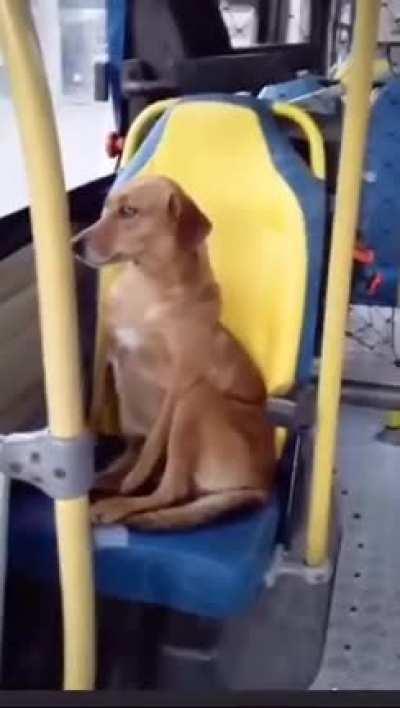Caramel dogo wants a free ride