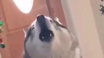 Sing along with me hooman