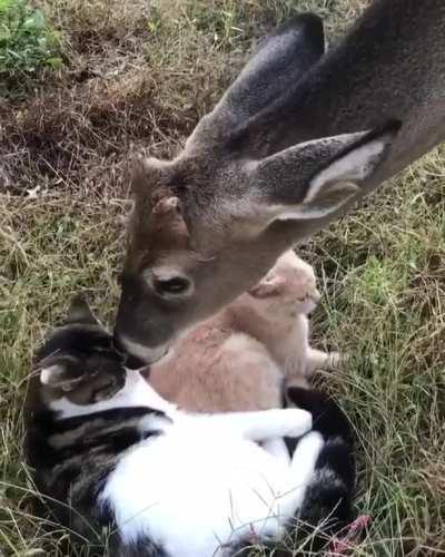 Deer and kittens