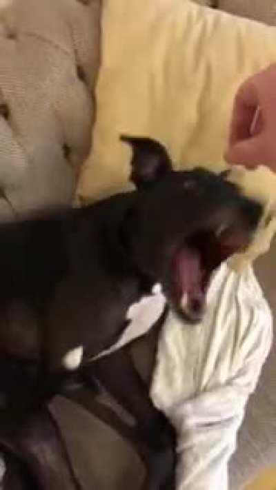 Longboye loves long noodle