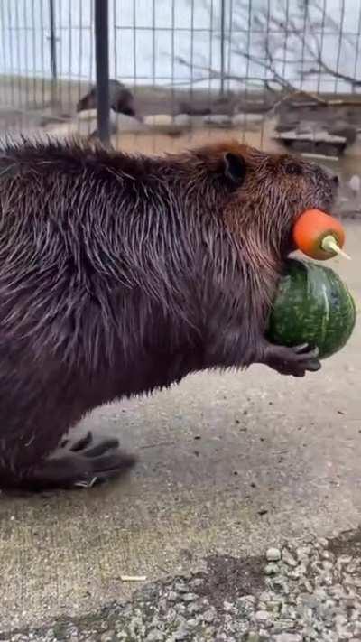 Dammit! Just let me do it! dam it.