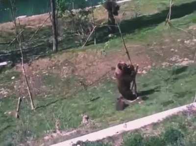 if the kids won't come down from play equipment when it's time to leave, mom will just grab them herself