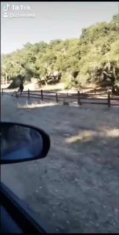 No Bambi!
