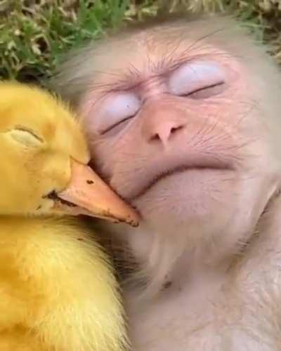 monke recruit feathered comrade