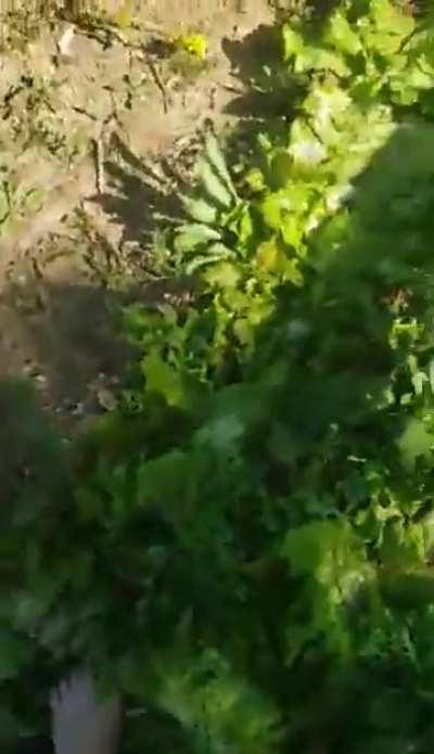 Hope you didn’t need that lettuce!