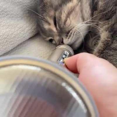 Just a cat snoring into a microphone