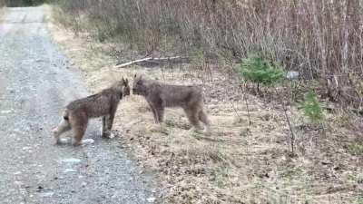 Two lynx in Ontario have intense conversation