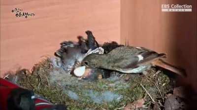 🔥 Fecal bags in some nesting birds make it easier for parents to maintain sanitary conditions in the nest.