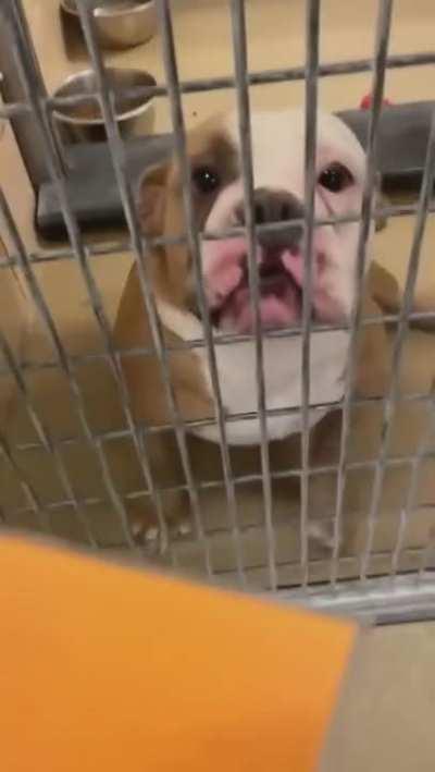 This girl from the dog shelter finally waited for her new owner...