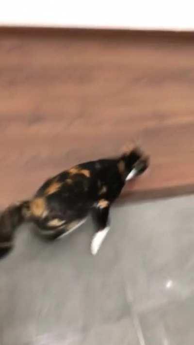 Here he goes! Here he goes!