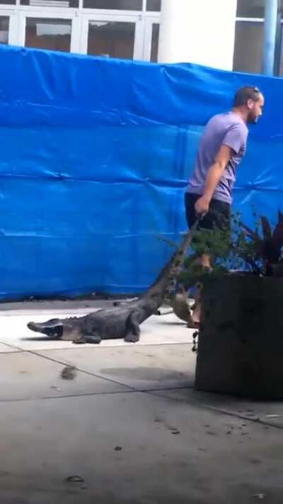 Whenever someone asks me what growing up in Florida was like I just show them this video of this unbothered alligator being dragged out of my high school