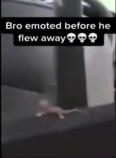 gecko insurance or smth idk