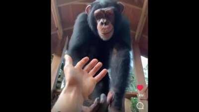 When someone asks how to get to Tendieland...Ape show them the way 🚀