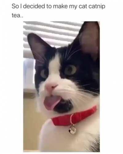 Catnip tea!