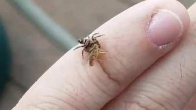 Better than bug repellant