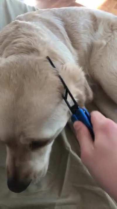 SaDIstiC fUck cuTs POOr Dog tO DeATH