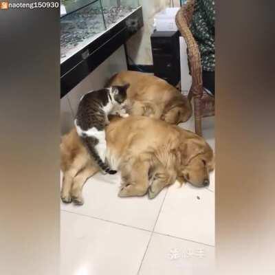 Cat loves to loaf on her golden retriever bros.