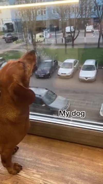 Others dog VS My dog!