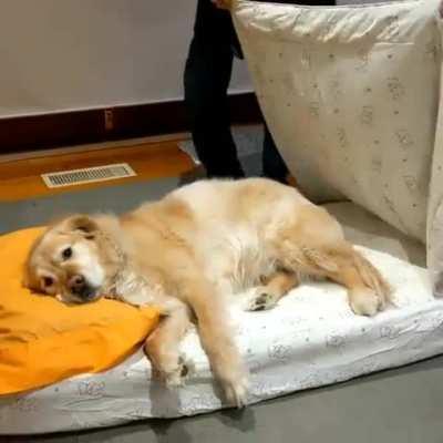 Dad didn't want a dog in his house. Dad now: