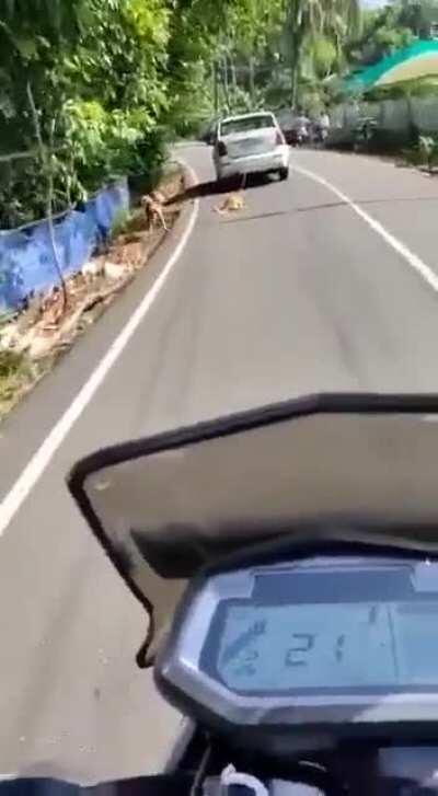 POS dragging dog behind car