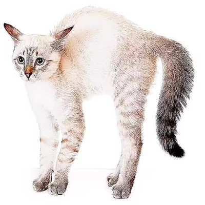 Ffeearadd dhspl lsksjwj 🙀🙀🙀