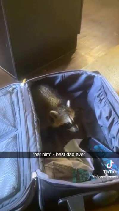 Gather around family, pet the suitcase baby