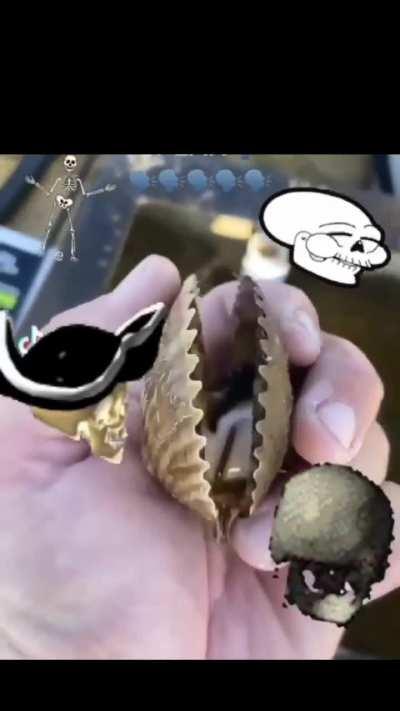 Don Pollo of Clam World ✨🗣️