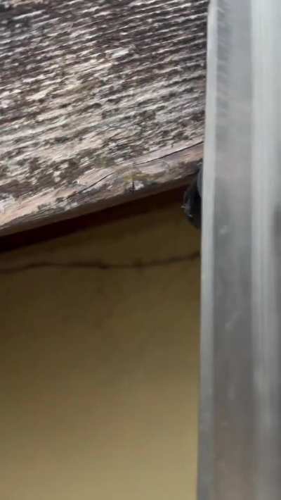 This one clearly sucks at his job!