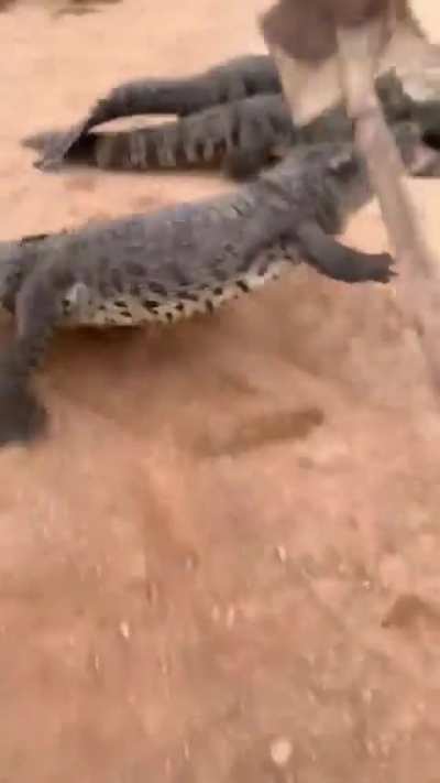 Someday the crocodiles are going to take revenge