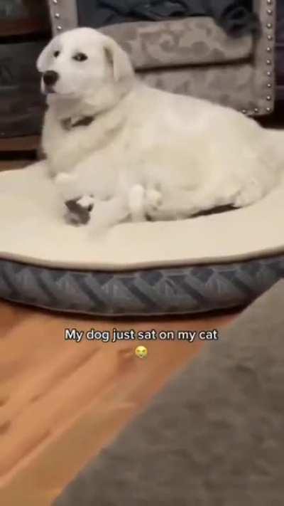 Dog sitting on a cat