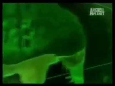 El sobreviviente mas extraordinario del planeta