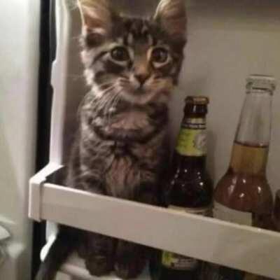 Hahahaha 😂😂😂😂 weil es so heiß ist gerade 🌡️🔥😂😂 eigentlich ganz niedlich aber wenn das Vieh mir den Platz fürs Bier wegnimmt hört der Spaß auf 😠🍺🍺🍻