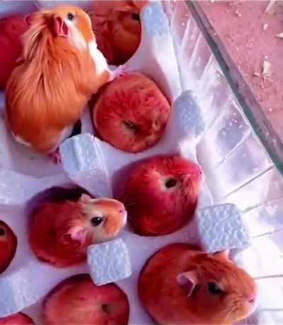 Spontaneous generation wunks